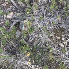Dillwynia sericea at Bruce, ACT - 4 Oct 2021