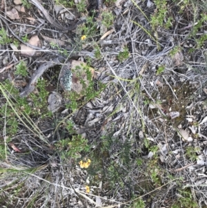 Dillwynia sericea at Bruce, ACT - 4 Oct 2021