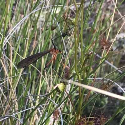 Harpobittacus australis (Hangingfly) at Bruce, ACT - 4 Oct 2021 by Tapirlord