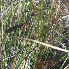 Harpobittacus australis at Bruce, ACT - 4 Oct 2021 04:13 PM