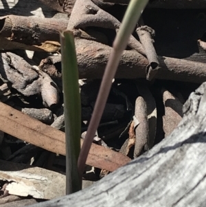 Calochilus sp. at Bruce, ACT - 4 Oct 2021