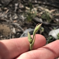 Calochilus sp. at Bruce, ACT - suppressed