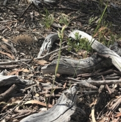 Calochilus sp. at Bruce, ACT - 4 Oct 2021