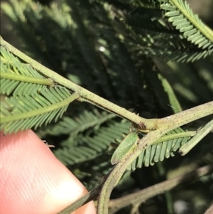 Sextius virescens at Bruce, ACT - 4 Oct 2021 03:24 PM