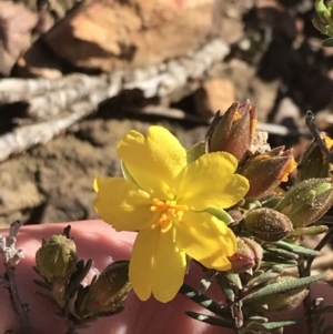 Hibbertia calycina at O'Connor, ACT - 4 Oct 2021 03:19 PM