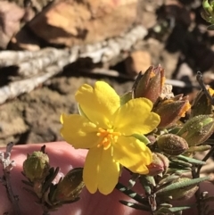 Hibbertia calycina (Lesser Guinea-flower) at O'Connor, ACT - 4 Oct 2021 by Tapirlord