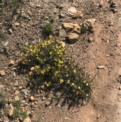 Hibbertia calycina at O'Connor, ACT - 4 Oct 2021