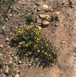 Hibbertia calycina at O'Connor, ACT - 4 Oct 2021 03:19 PM