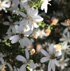Olearia microphylla (Olearia) at Black Mountain - 4 Oct 2021 by Tapirlord