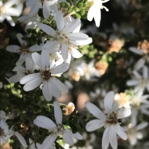 Olearia microphylla at O'Connor, ACT - 4 Oct 2021