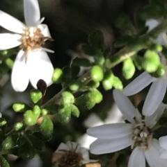 Olearia microphylla at O'Connor, ACT - 4 Oct 2021