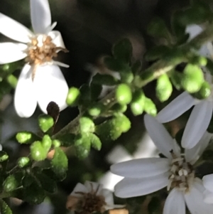 Olearia microphylla at O'Connor, ACT - 4 Oct 2021