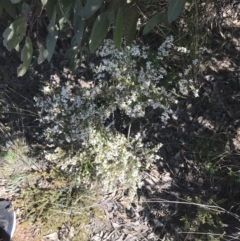 Olearia microphylla at O'Connor, ACT - 4 Oct 2021 03:11 PM