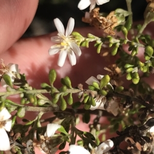 Olearia microphylla at O'Connor, ACT - 4 Oct 2021