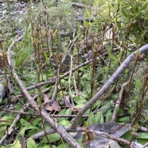 Chiloglottis trapeziformis at Darlow, NSW - suppressed