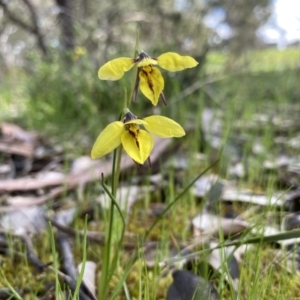 Diuris chryseopsis at Darlow, NSW - suppressed