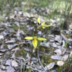 Diuris chryseopsis at Darlow, NSW - suppressed