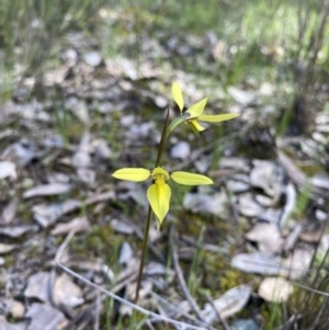 Diuris chryseopsis at Darlow, NSW - 21 Sep 2021