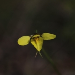 Diuris chryseopsis at Darlow, NSW - suppressed