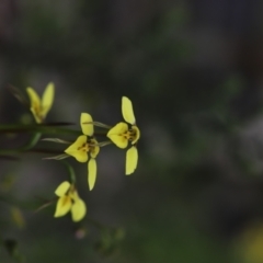 Diuris chryseopsis at Darlow, NSW - suppressed