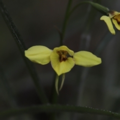 Diuris chryseopsis at Darlow, NSW - suppressed