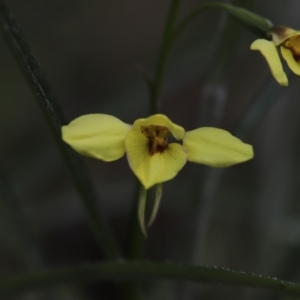 Diuris chryseopsis at Darlow, NSW - 21 Sep 2021