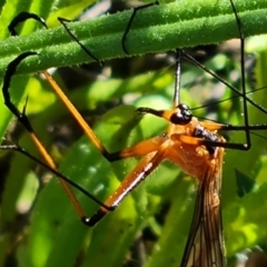 Harpobittacus australis (Hangingfly) at Wanniassa Hill - 10 Oct 2021 by Mike