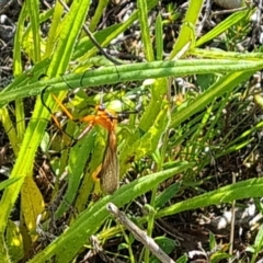 Harpobittacus australis at Jerrabomberra, ACT - 11 Oct 2021