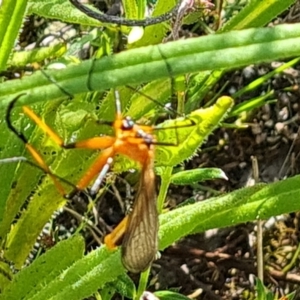 Harpobittacus australis at Jerrabomberra, ACT - 11 Oct 2021