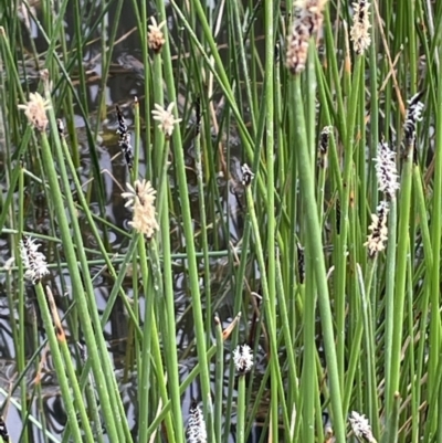 Eleocharis acuta (Common Spike-rush) at Mitchell, ACT - 11 Oct 2021 by JaneR