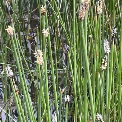 Eleocharis acuta (Common Spike-rush) at Mitchell, ACT - 10 Oct 2021 by JaneR