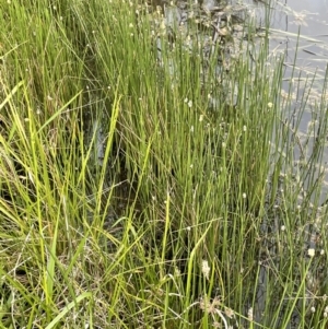 Eleocharis acuta at Mitchell, ACT - 11 Oct 2021