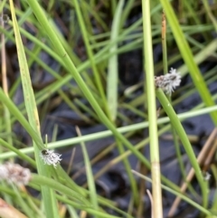 Eleocharis acuta at Mitchell, ACT - 11 Oct 2021 08:19 AM