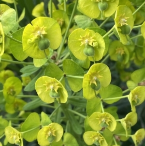 Euphorbia characias at Mitchell, ACT - 11 Oct 2021 07:42 AM