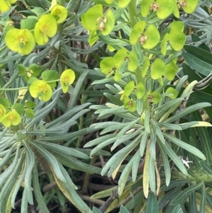 Euphorbia characias at Mitchell, ACT - 11 Oct 2021 07:42 AM