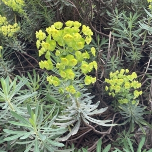 Euphorbia characias at Mitchell, ACT - 11 Oct 2021