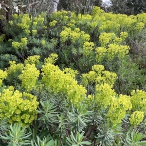 Euphorbia characias at Mitchell, ACT - 11 Oct 2021 07:42 AM