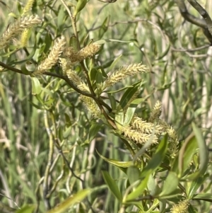 Salix matsudana at Mitchell, ACT - 11 Oct 2021