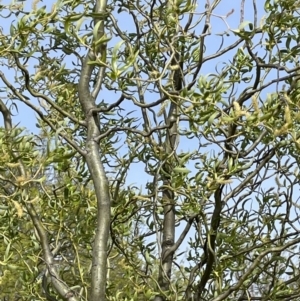 Salix matsudana at Mitchell, ACT - 11 Oct 2021