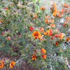 Pultenaea procumbens at Molonglo Valley, ACT - 10 Oct 2021