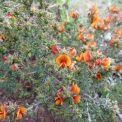 Pultenaea procumbens (Bush Pea) at Molonglo Valley, ACT - 10 Oct 2021 by sangio7