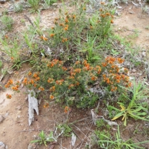 Pultenaea procumbens at Molonglo Valley, ACT - 10 Oct 2021
