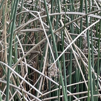 Schoenoplectus tabernaemontani (River Club-rush) at Mitchell, ACT - 11 Oct 2021 by JaneR