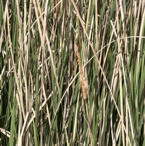 Typha domingensis at Mitchell, ACT - 11 Oct 2021