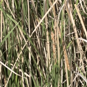 Typha domingensis at Mitchell, ACT - 11 Oct 2021