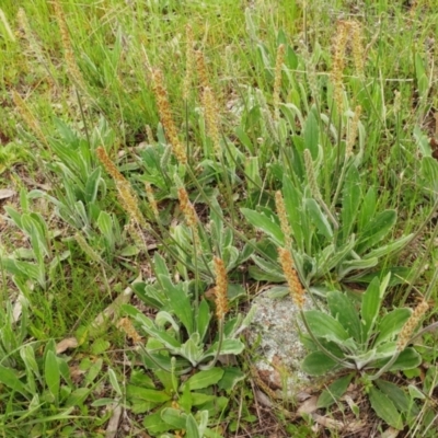 Plantago varia (Native Plaintain) at Holt, ACT - 10 Oct 2021 by sangio7