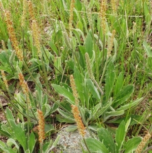 Plantago varia at Holt, ACT - 10 Oct 2021 11:18 AM