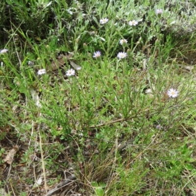 Vittadinia cuneata var. cuneata (Fuzzy New Holland Daisy) at Holt, ACT - 10 Oct 2021 by sangio7