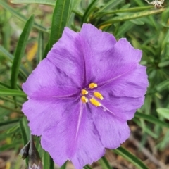 Solanum linearifolium (Kangaroo Apple) at Stromlo, ACT - 10 Oct 2021 by BronwynCollins