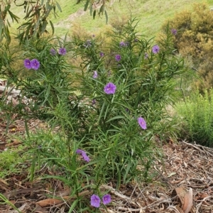 Solanum linearifolium at Stromlo, ACT - 10 Oct 2021